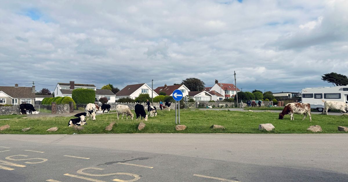 Baqar ħdejn it-triq.